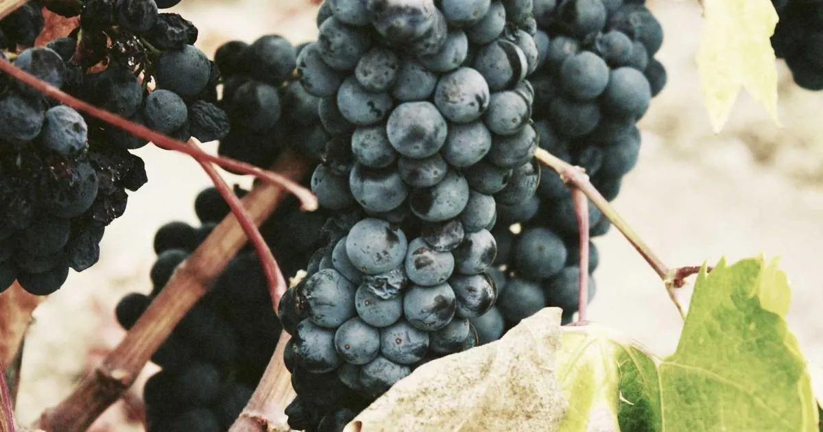 Exploring San Marcos La Laguna: Activities and Hidden Gems Near Sababa Resort